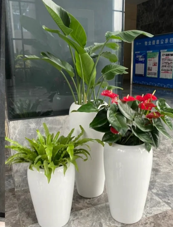 鄞州绿植租摆消费者三大误区，千万别踩